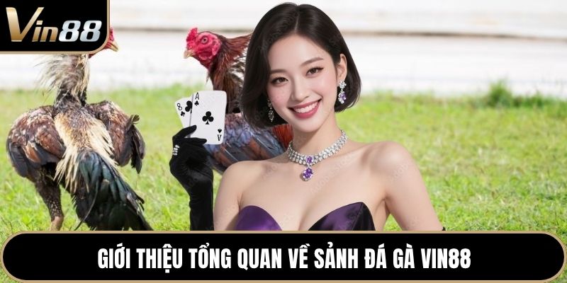 Giới thiệu tổng quan về sảnh đá gà VIN88