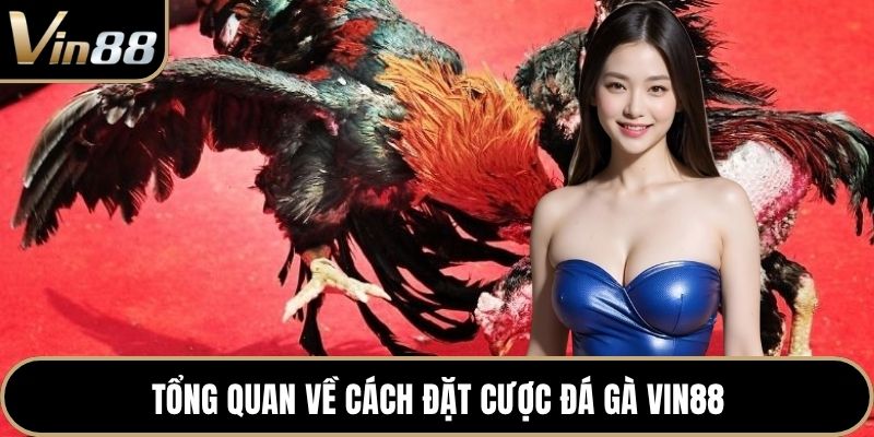 Tổng quan về cách đặt cược đá gà VIN88